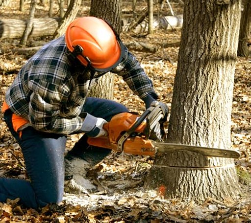 Tree Removal in Crowell, TX